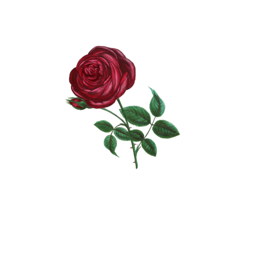 Red and Black Illustration Florist Logo (1)